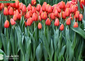 Tulipa World's Favourite ® (2)